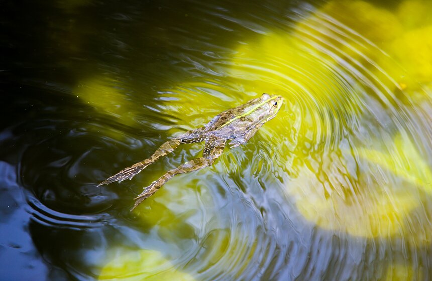 В день смерти "Цветущей" ее волосы стали розовыми. А на ее могиле выросло вишневое дерево невероятной красоты, которое люди назвали "сакура".
