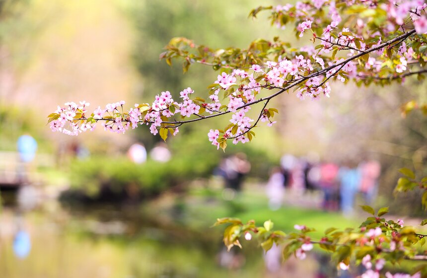 В коротком цветении сакуры японцы видят глубокий смысл: опадающие лепестки цветов символизируют быстротечность и красоту нашей жизни. Во время следующего сезона цветения позвольте себе отвлечься от городской суеты и пару минут молча посмотреть на цветки сакуры. Возможно, вам удастся чуть лучше понять не только загадочную японскую культуру, но и самих себя.