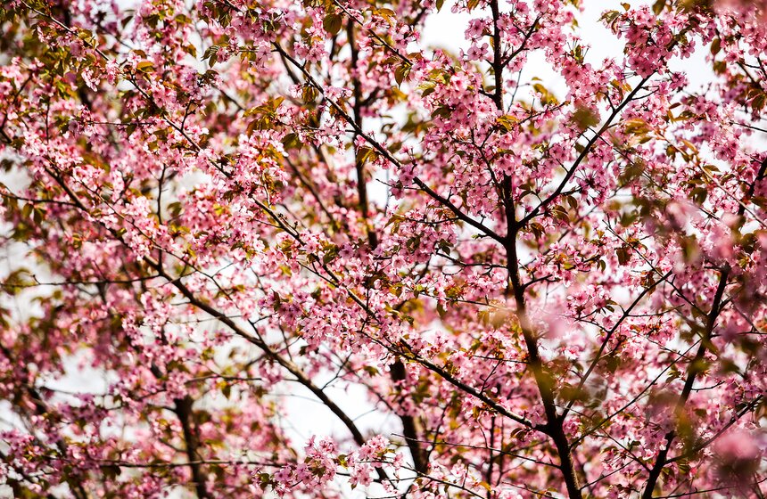 В третьем веке нашей эры при императорском дворе в Японии появилась прекрасная традиция – любование цветущей сакурой – "ханами".
