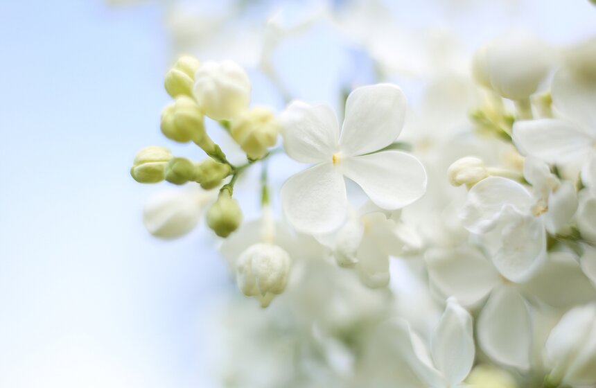 И непременно хочется подойти поближе и разглядеть каждый цветочек.