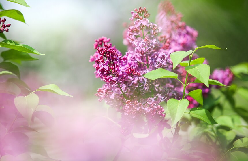 Стоит только глубоко вздохнуть, отбросить лишние мысли и сразу понимаешь, почему цветущая сирень так улучшает настроение.