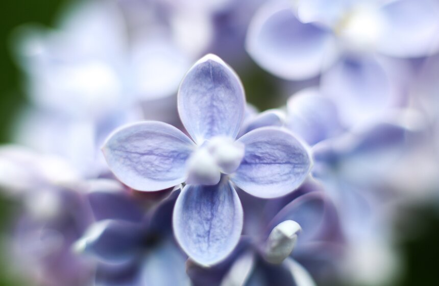 Некоторым экземплярам сирени около 60–70 лет, но они также чудесно благоухают майскими вечерами.