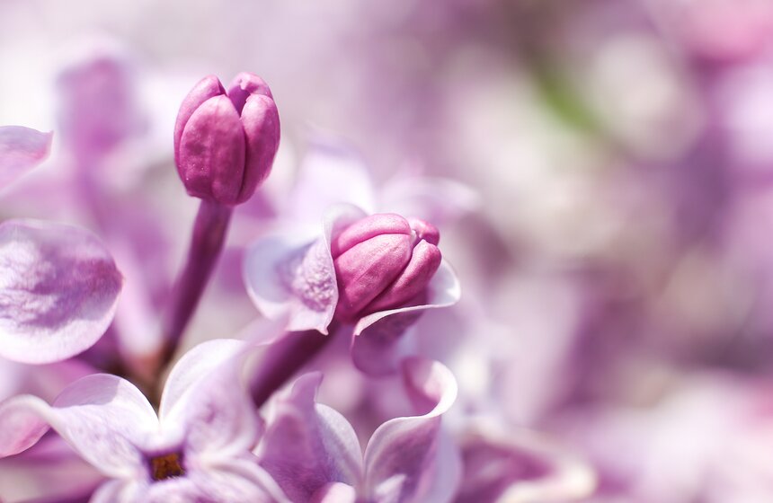 И действительно, как не восхититься таким чудесным цветком? А какой аромат...