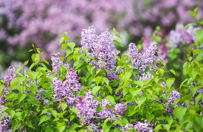 Но не стоит рвать ветки в подарок любимым: ведь это результат труда многих людей.