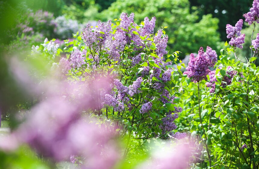 Создатель парка первоначально вывел более 300 сортов сирени, из которых до наших дней сохранилось лишь около 50-ти.