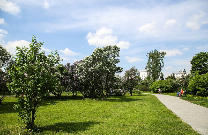 Даже такая ЮНЕСКО признала этот сорт лучшим, удостоив титула "Самая красивая сирень мира".