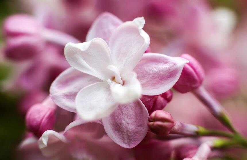 Плюс, сирень пробуждает романтические чувства...