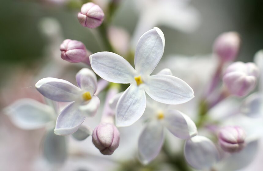А самой знаменитой сиренью в мире является сорт "Красавица Москвы". Ее главная особенность в том, что бутон сиреневого цвета в процессе цветения становится белоснежным.