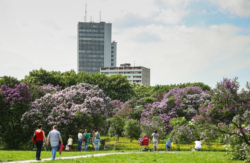 Сиреневый сад на востоке столицы зародился более полувека назад на базе питомника по инициативе известного селекционера Леонида Колесникова.
