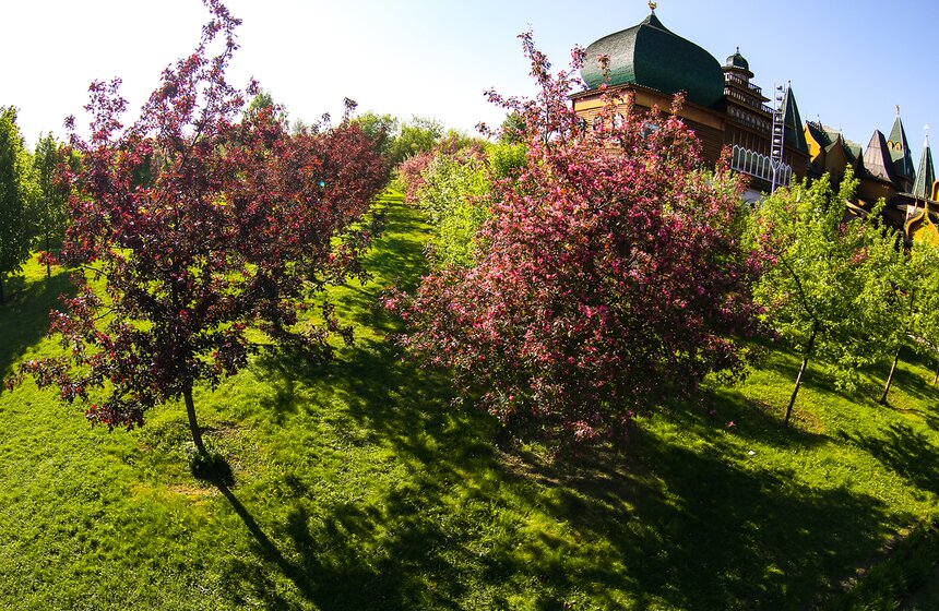 Яблоневые сады здесь появились почти четыре века назад.