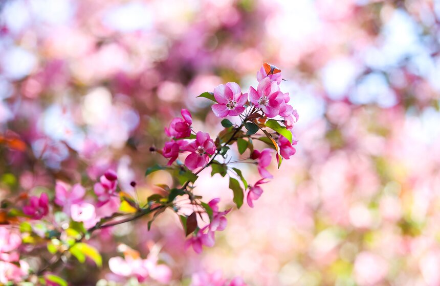 Одно вы точно оспорить не сможете – цветы не только меняют город, но и ваше внутреннее состояние.