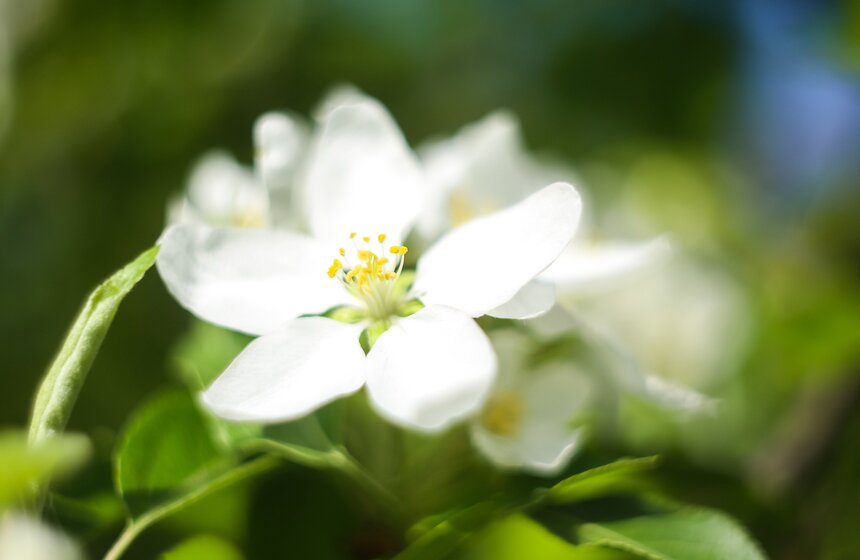 Считается, что созерцание цветущих растений может даже продлить жизнь.