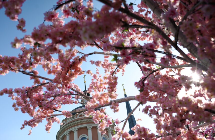 В Москве кругом можно наблюдать не звездное, а яркое цветочное небо