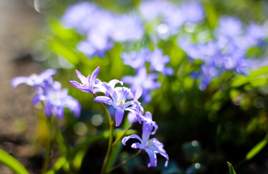 Ковер первоцветов в "Аптекарском огороде" – уникальное зрелище, которое не увидишь в России ни в одном другом ботаническом саду