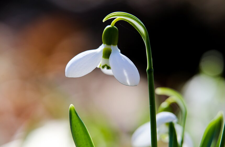 "Аптекарский огород" – это уникальный ботанический сад, где собрано множество растений, представляющих большой интерес для профессионалов и простых ценителей природной красоты