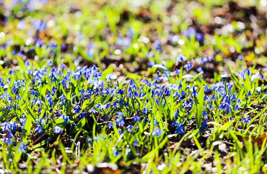 Главный секрет сохранения первоцветов – листва, которую ни в коем случае нельзя убирать