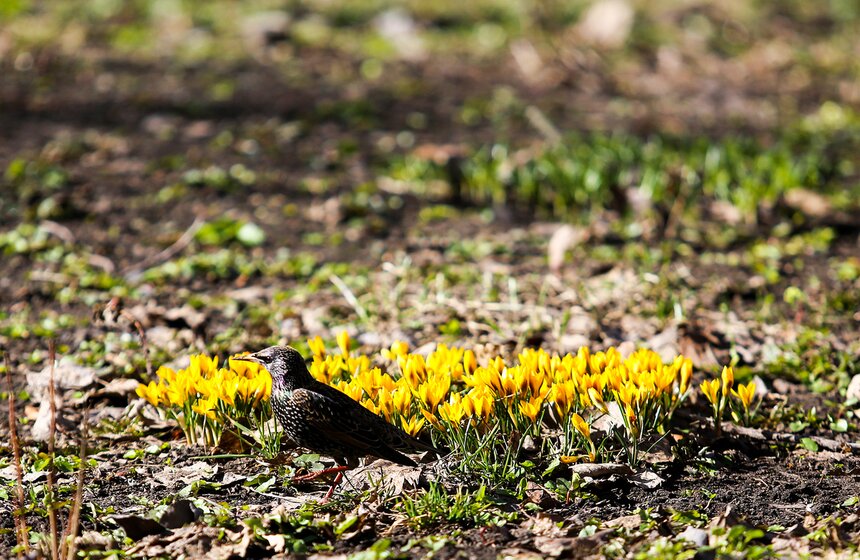 Есть в "Аптекарском огороде" и свои завсегдатаи-обитатели