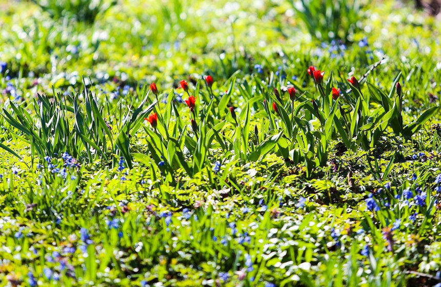 "Аптекарский огород" – прекраснейший парк, где можно с удовольствием отдохнуть всей семьей, наслаждаясь разнообразными примерами ландшафтной архитектуры