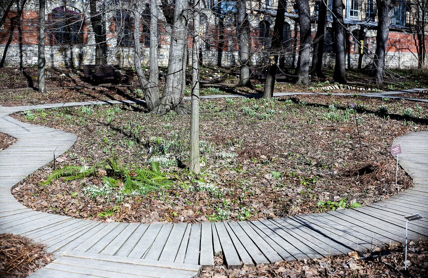 Благодаря первоцветам в саду стоит сладкий аромат меда – где-то липового, а где-то – гречишного