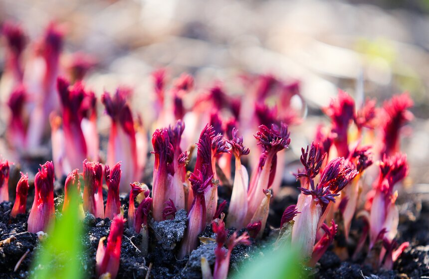 Крокусы, хионодоксы, геоцинты, пушкинии, хохлатки и многие другие, чьи названия невозможно произнести без запинки без специального образования, плотным ковром покрывают площадь ботанического сада