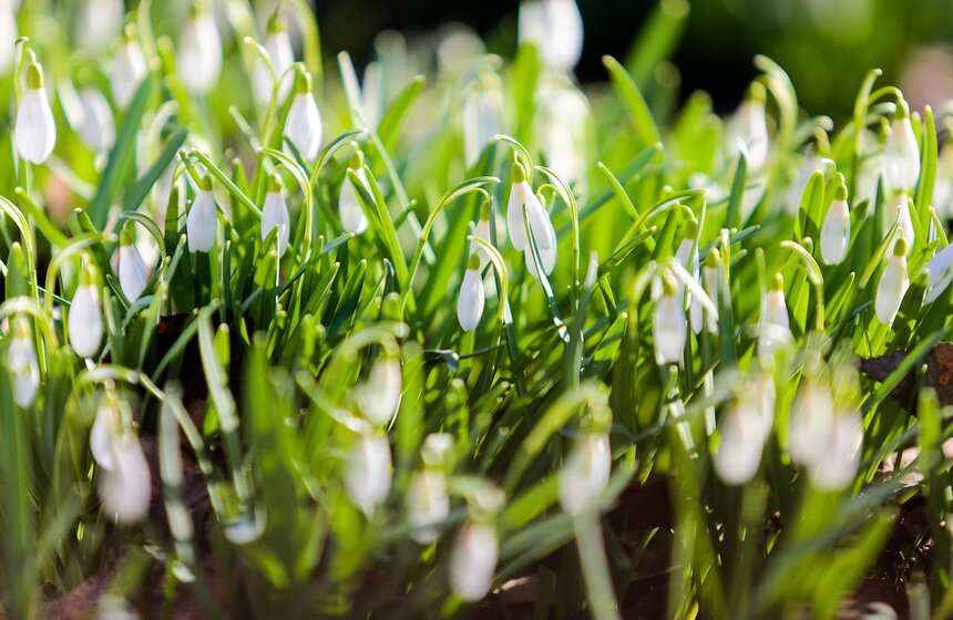 Первоцветы – сказка, ради которой нужно сломя голову бежать в сад сейчас, сегодня или в самом крайнем случае завтра