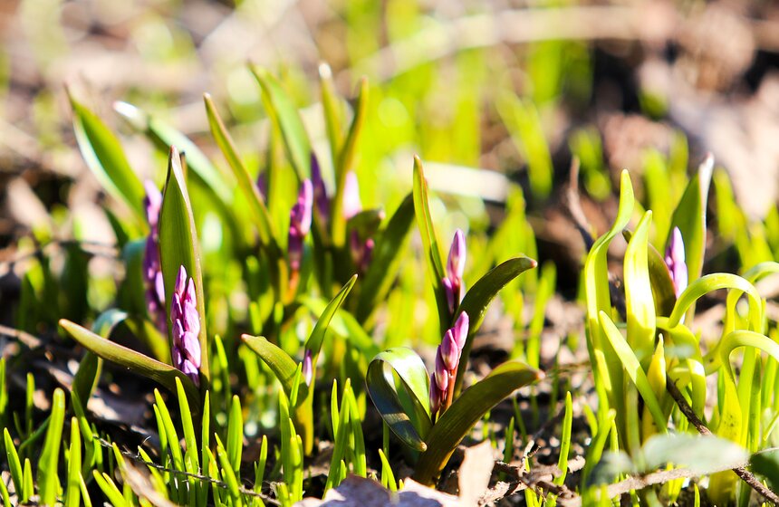 Подснежники и крокусы отцветут к началу следующей недели