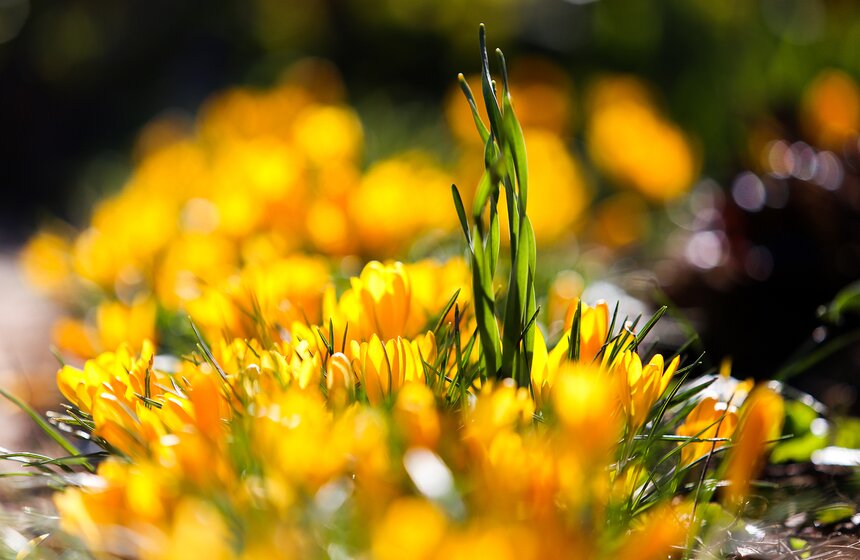 Специальные дорожки, проложенные через газоны, позволяют посетителям оказаться в буквальном смысле посреди моря цветов