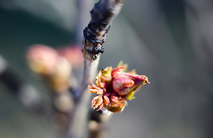 В конце апреля первоцветы сменят сакуры, яблони, груши, сливы, абрикосы, черешни, миндаль, рябчики, черемуха