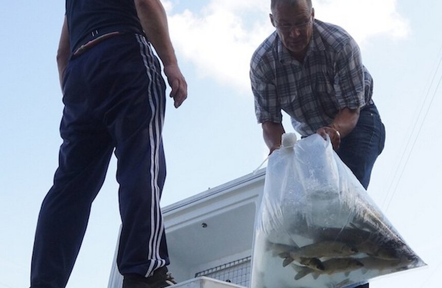 В Борисовские пруды выпустили более 400 рыб белого амура 2 фото