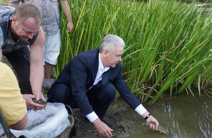 В Борисовские пруды выпустили более 400 рыб белого амура 7 фото