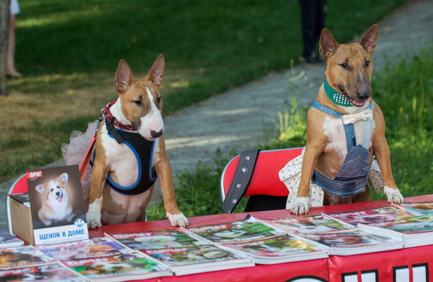 2 июля на кинологическом стадионе в парке "Сокольники" отметили Международный день собак. Для гостей подготовили показательные выступления, танцы с собаками, зрелищный дог-фризби фристайл, объединяющий элементы игры и акробатики, консультации от ветеринаров, мастер-классы по взаимодействию с собаками и умению показывать четвероногого друга на выставке. На территории стадиона работало специальное кафе для собак.