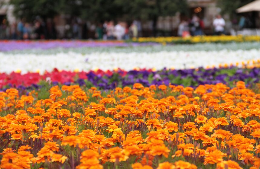 Выставка цветов открылась на Красной площади 5 фото