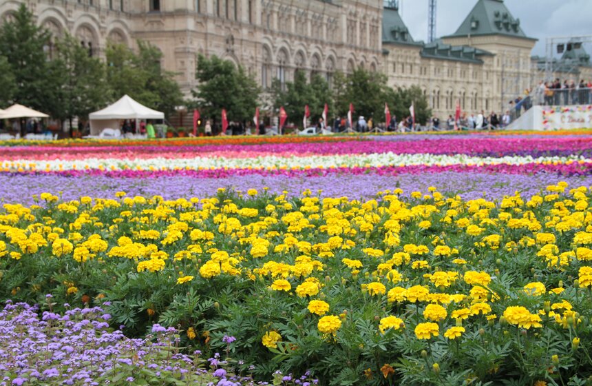 Выставка цветов открылась на Красной площади 9 фото