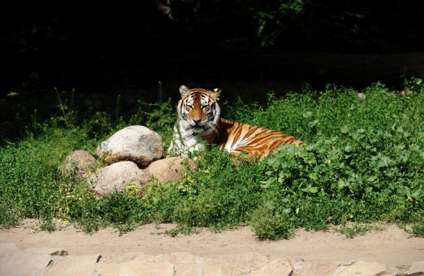 Как изменится Московский зоопарк 49 фото