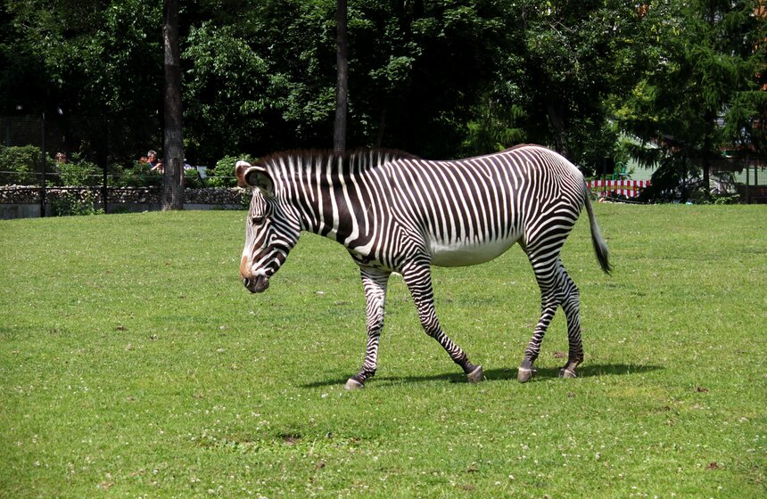 Как изменится Московский зоопарк 46 фото