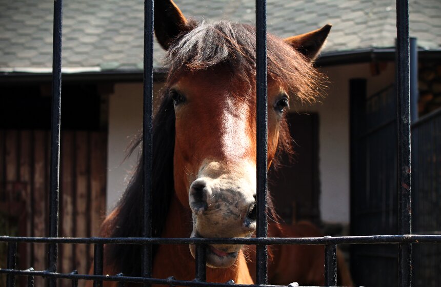 Как изменится Московский зоопарк 47 фото