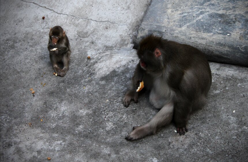 Как изменится Московский зоопарк 39 фото