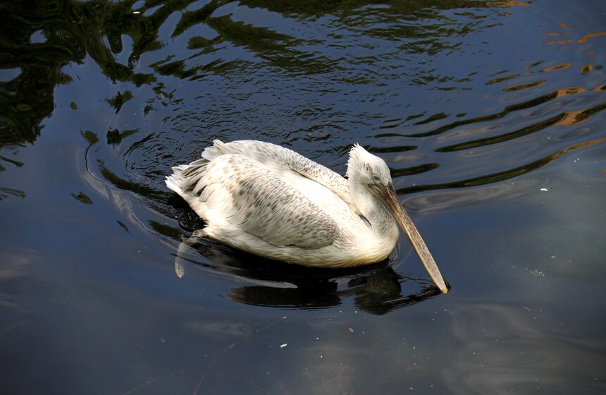 Как изменится Московский зоопарк 44 фото