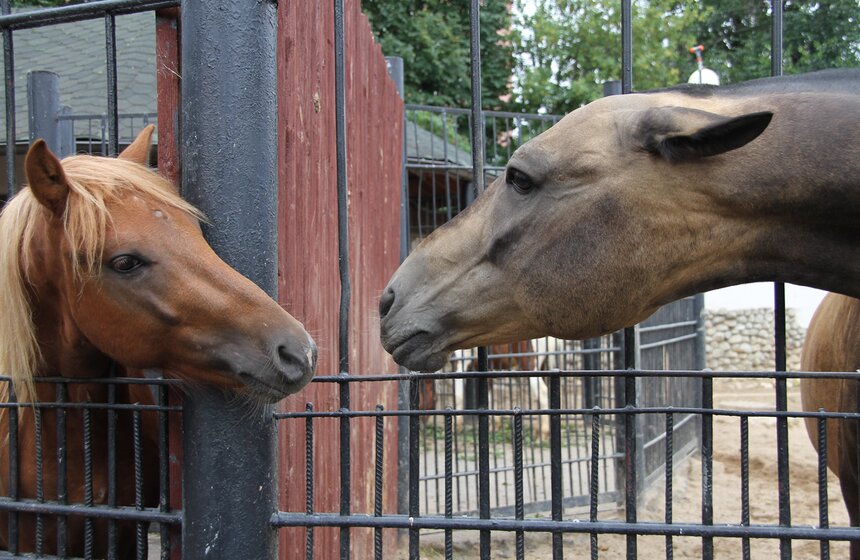 Московский зоопарк набирает волонтеров 20 фото