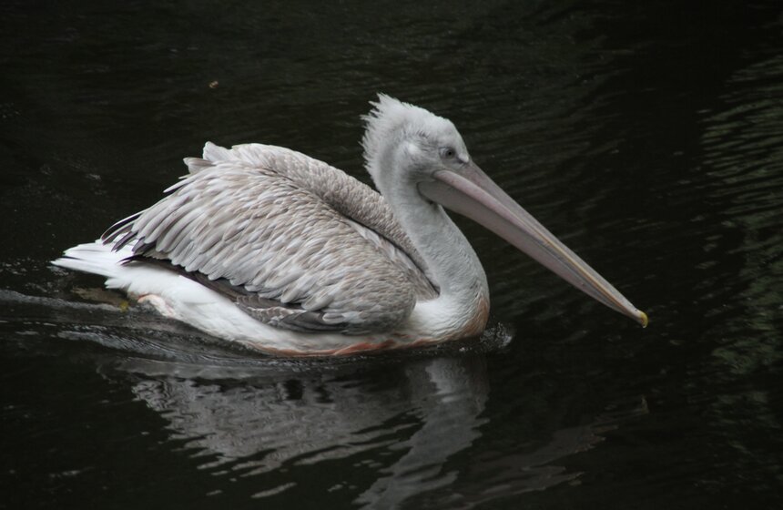 Московский зоопарк набирает волонтеров 18 фото