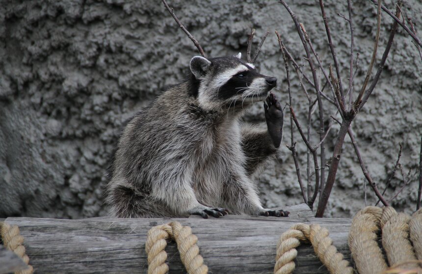 Московский зоопарк набирает волонтеров 17 фото