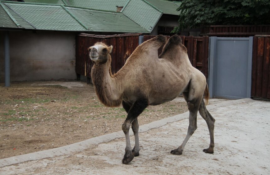 Московский зоопарк набирает волонтеров 23 фото