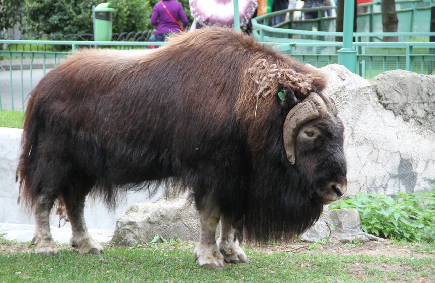 Московский зоопарк набирает волонтеров 2 фото