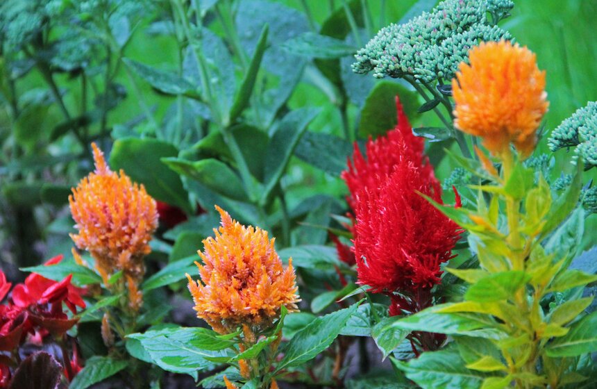 В парке "Кузьминки" проходит фестиваль цветников 8 фото