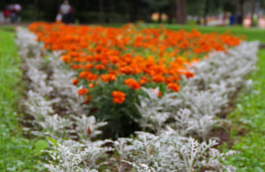В парке "Кузьминки" проходит фестиваль цветников 12 фото