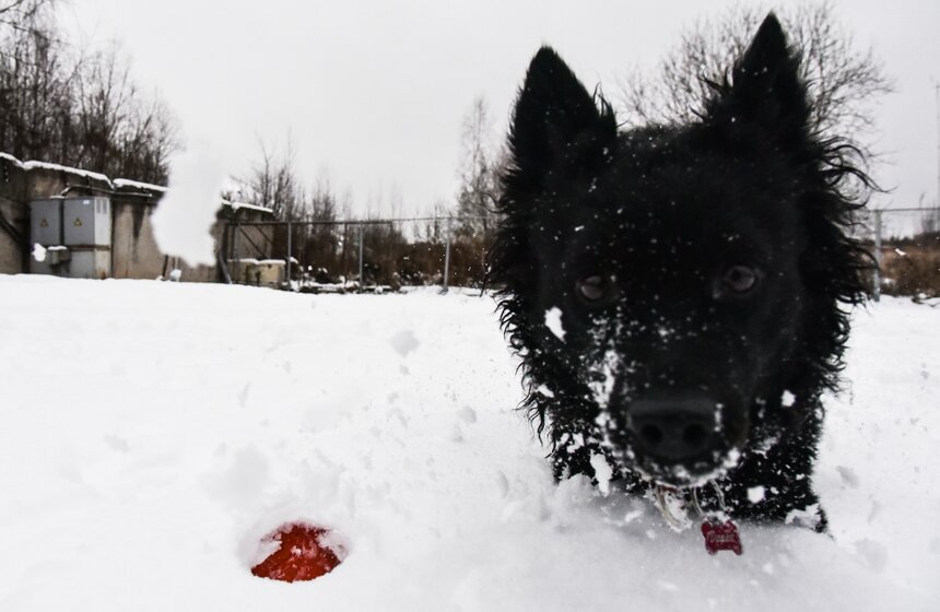 У оптимальной поисковой собаки средний рост, средний вес. Она не очень маленькая и не очень большая. У собаки не должна быть слишком длинная шерсть.
