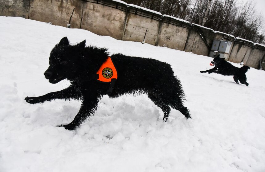 Большинство собак в московской кинологической группе личные. На службе они состоят по договору.