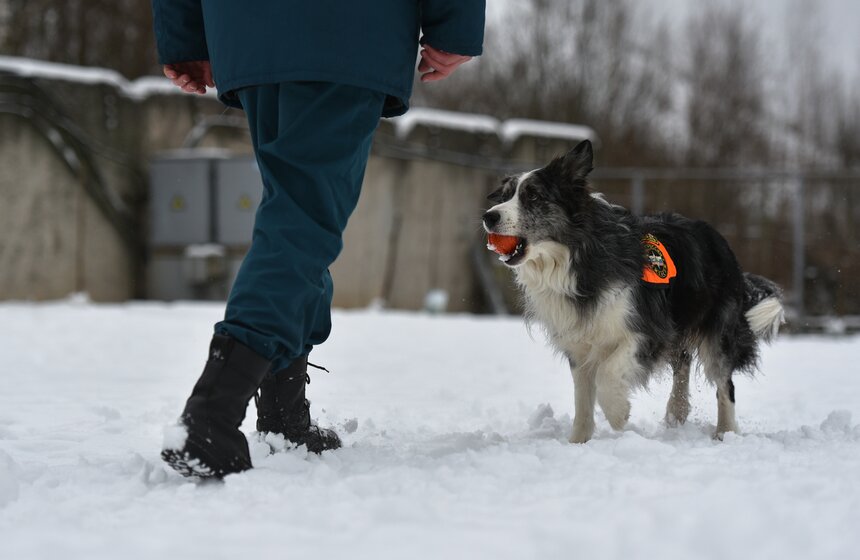 Если говорить только о поисково-спасательных службах, то это около 200 расчетов.