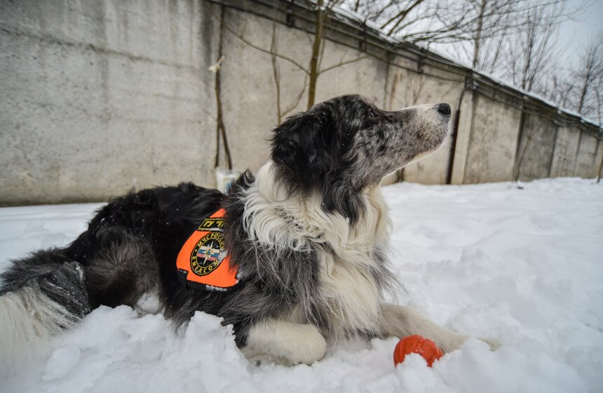 По всей России около 350 аттестованных кинологических собак.