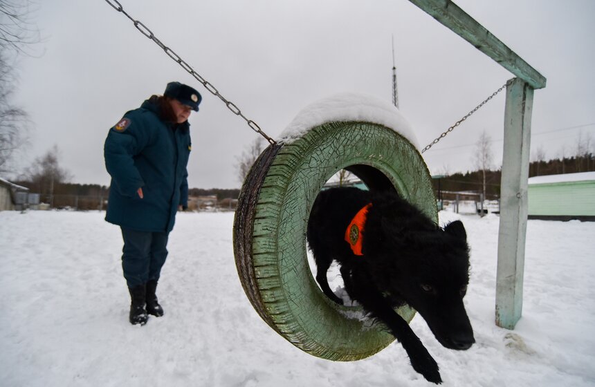 Столичная база спасателей-кинологов находится на окраине района Солнцево.